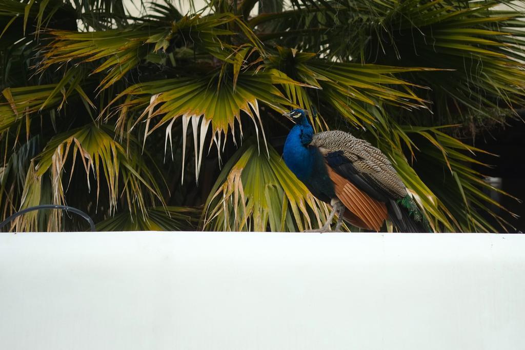 The Late Birds Lisbon - Gay Urban Resort Exterior foto